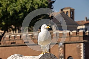 The seagulls that populate Rome photo