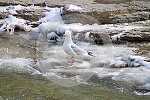 Seagulls at Port Hope, Ontario, Canada photo