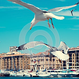 Seagulls in the port of Marseille, France, filtered