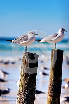 Seagulls on a Post