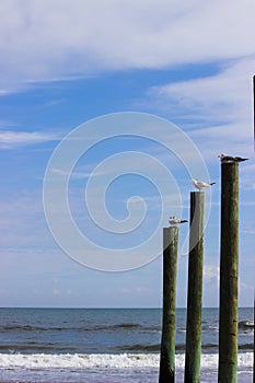Seagulls on posts at the beach