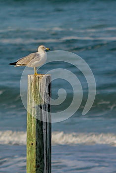 Seagulls relaxing on a pole at New Smyrna Beach on the Atlantic Ocean, Volusia County, Florida