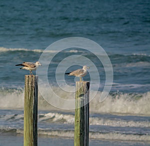 Seagulls relaxing on a pole at New Smyrna Beach on the Atlantic Ocean, Volusia County, Florida photo