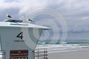 Seagulls at rest, blue green ocean, cloudy skies