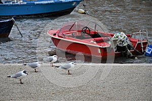 Seagulls resting on the docks