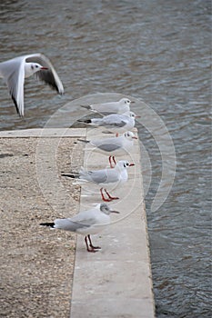Seagulls resting on the docks