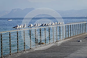 Seagulls resting at Garda Lake in Italy, Europe