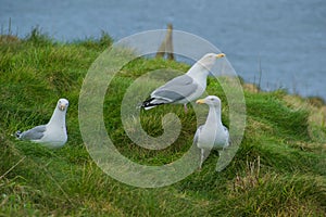 Seagulls resting on the grass.