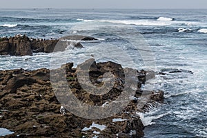 Seagulls Resting on Rock Formations in La Jolla