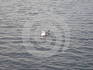 The seagulls, resting on the warm Mediterranean photo