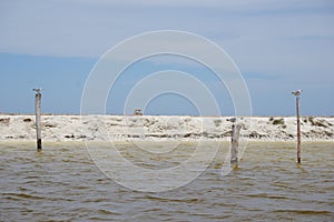 Seagulls resting on wooden poles, Las Coloradas, Mexico photo