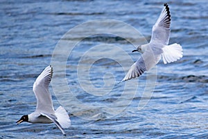 Seagulls on the river close-up