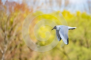 Seagulls on the river close-up