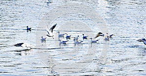 Seagulls in a river in Kinderdijk, Holanda photo