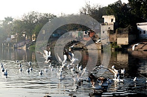 seagulls on a river at yamuna ghat in delhi during the early morning sunrise