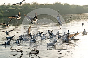 seagulls on a river at yamuna ghat in delhi during the early morning sunrise