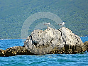 Seagulls on the rock