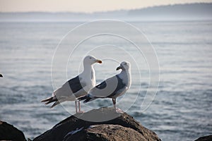 Seagulls on a rock