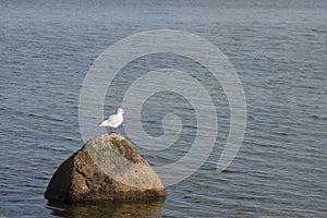 Seagulls rock