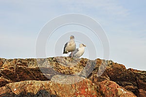 Seagulls on Rock