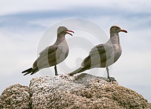 Seagulls on rock