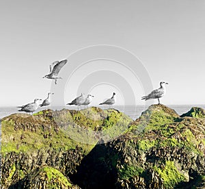 Seagulls are on the rock by the sea waters, black and white