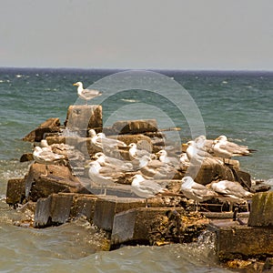 Seagulls on rocks at Atwater Park