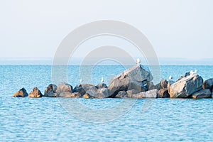 Seagulls on the rocks of breakwaters