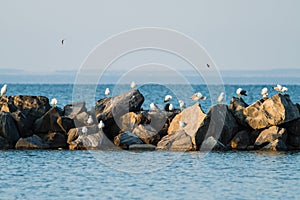 Seagulls on the rocks of breakwaters