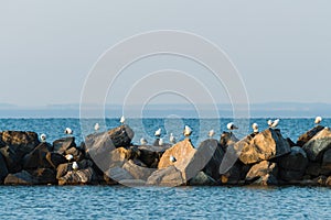 Seagulls on the rocks of breakwaters