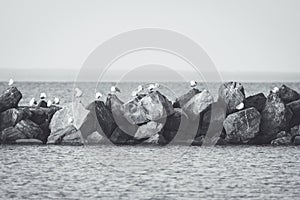 Seagulls on the rocks of breakwaters