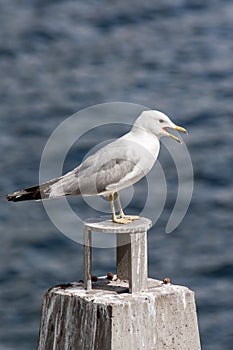 Seagulls on the rocks of the picturesque island Kastellholmen in Stockholm