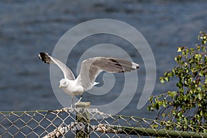 seagulls on the rocks of the picturesque island Kastellholmen in Stockholm