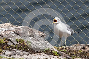 Seagulls on the rocks of the picturesque island Kastellholmen in Stockholm