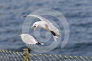 Seagulls on the rocks of the picturesque island Kastellholmen in Stockholm