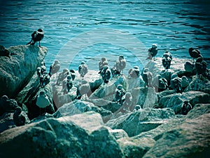 Seagulls on a rocky coastline