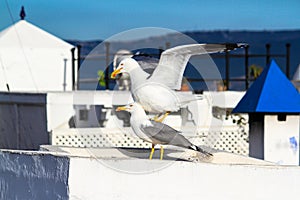 Seagulls on the rooftops of buildings in the Moroccan city of Tangier