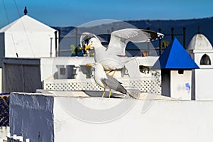 Seagulls on the rooftops of buildings in the Moroccan city of Tangier