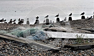 Seagulls in a row on the beach