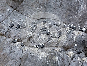 Seagulls in rows on a rockface