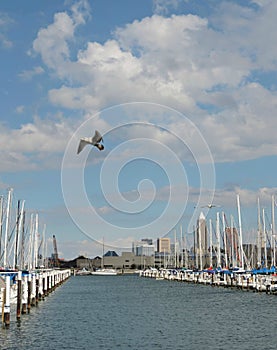 Seagulls & Sailboats