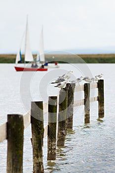 Seagulls with sailingboat