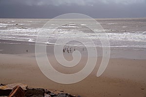 Seagulls On The Sand