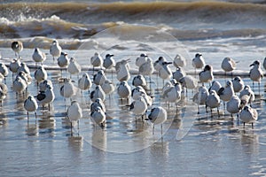 Seagulls on a sandbar