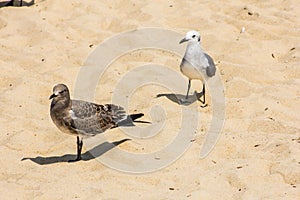 Seagulls on the sands at Rehoboth Beach