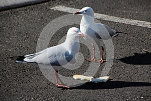 Seagulls with Sandwich