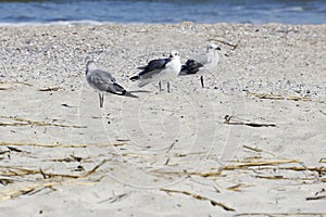 Seagulls on a sandy beach