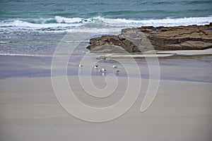 seagulls on a sandy beach. Praia de Augas Santas, Ribadeo photo