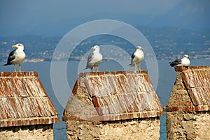 Seagulls on the Scaliger castle of Sirmione in garda lake