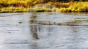 Seagulls scavaging on spawning salmon in the Stave River downstream of the Ruskin Dam at Hayward Lake near Mission, BC, Canada